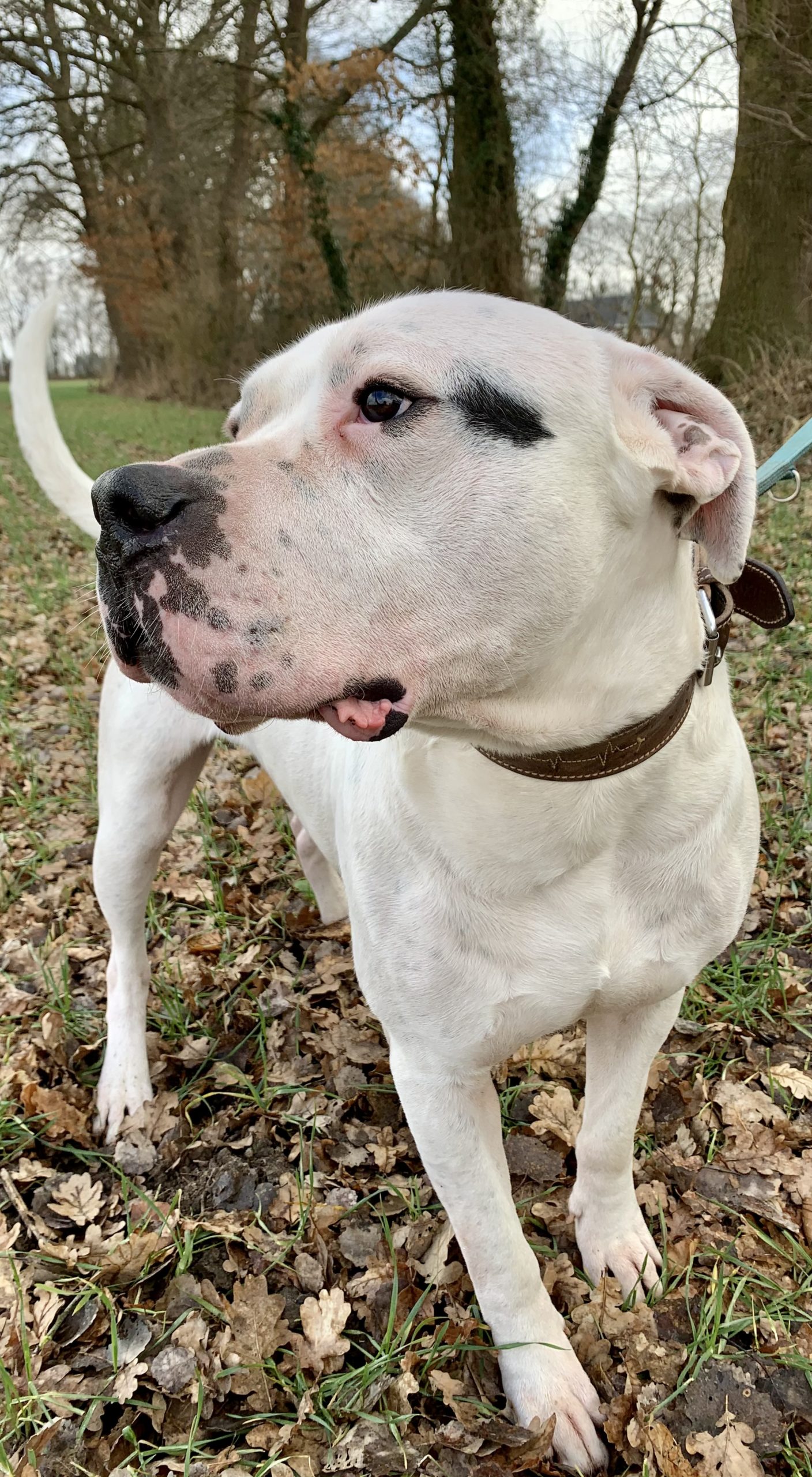buddy-tierheim-bergedorf
